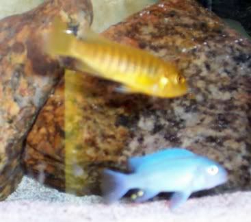 blueandyellow.jpg