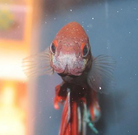 newboy4.jpg