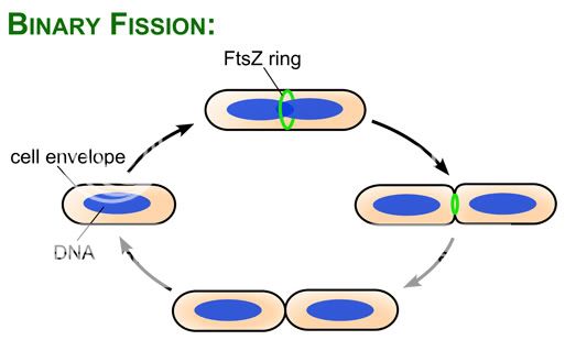 binary_fission.jpg