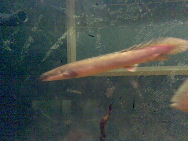 Image048-2.jpg