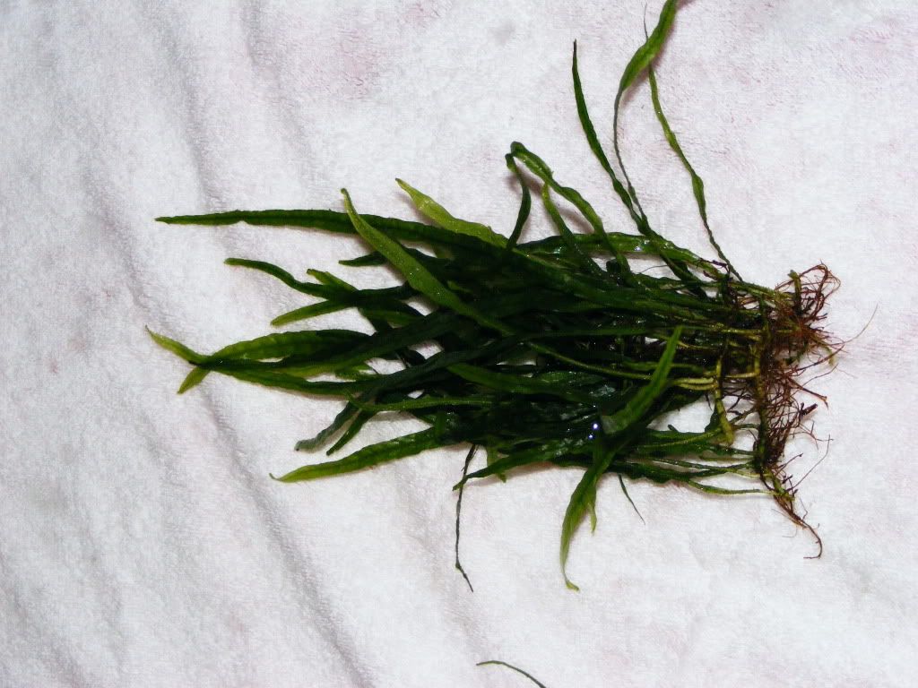 DSCF1127.jpg