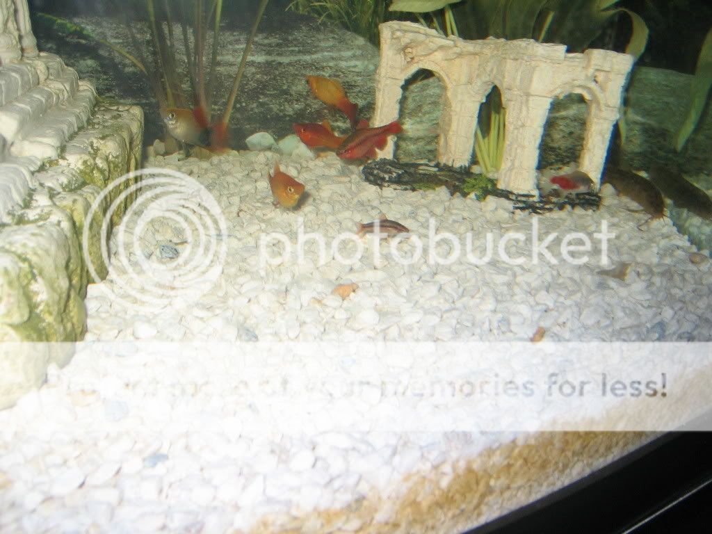 reptiles122.jpg