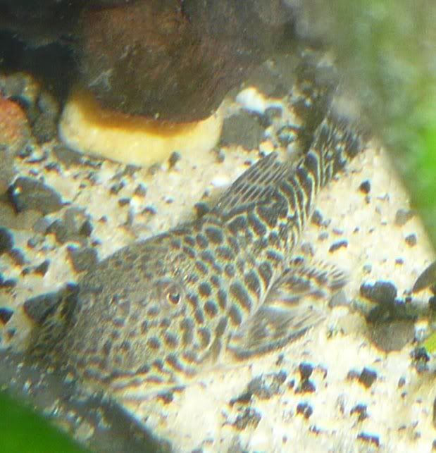 pleco1.jpg