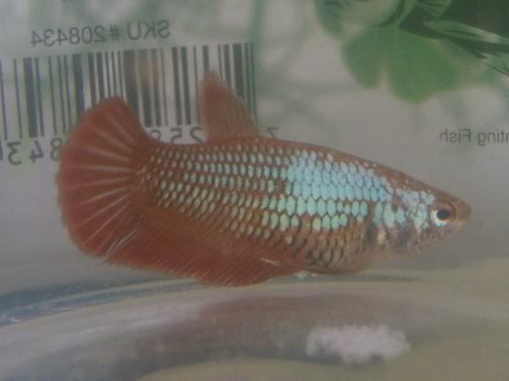 OrangeDragonFEMALE.jpg