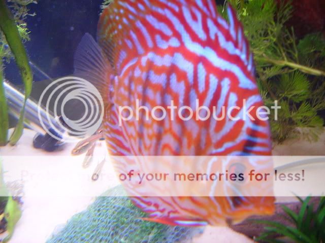discus035-1.jpg