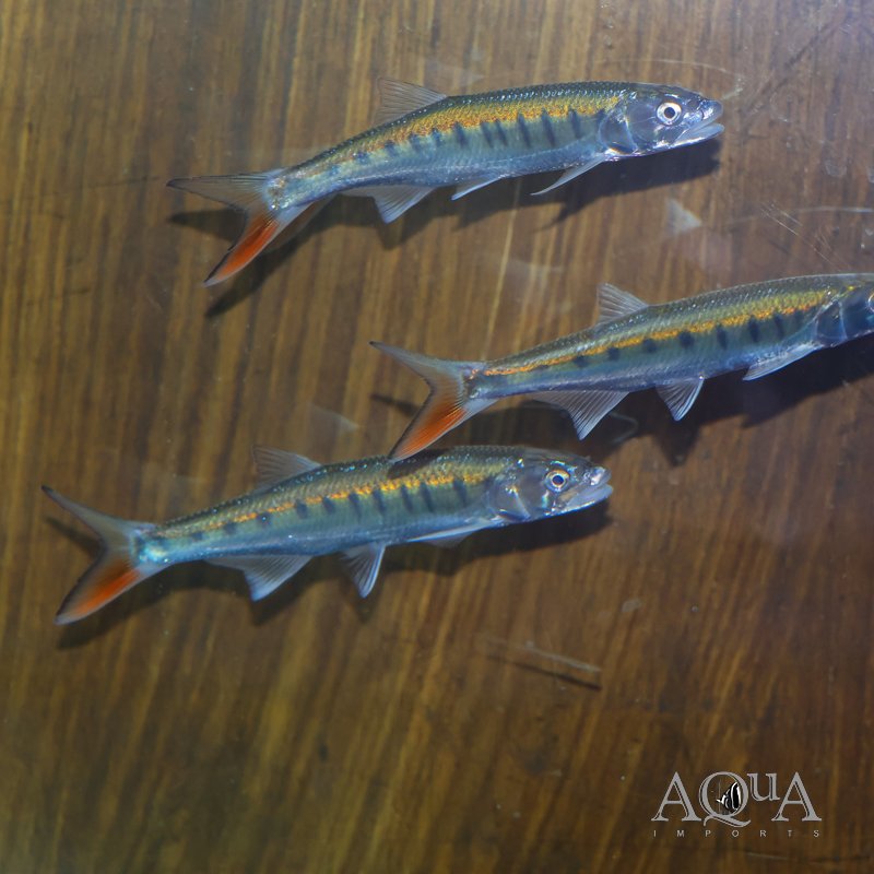 www.aqua-imports.com