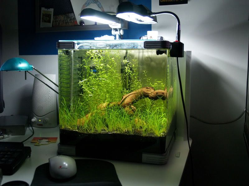 Fishcube42.jpg