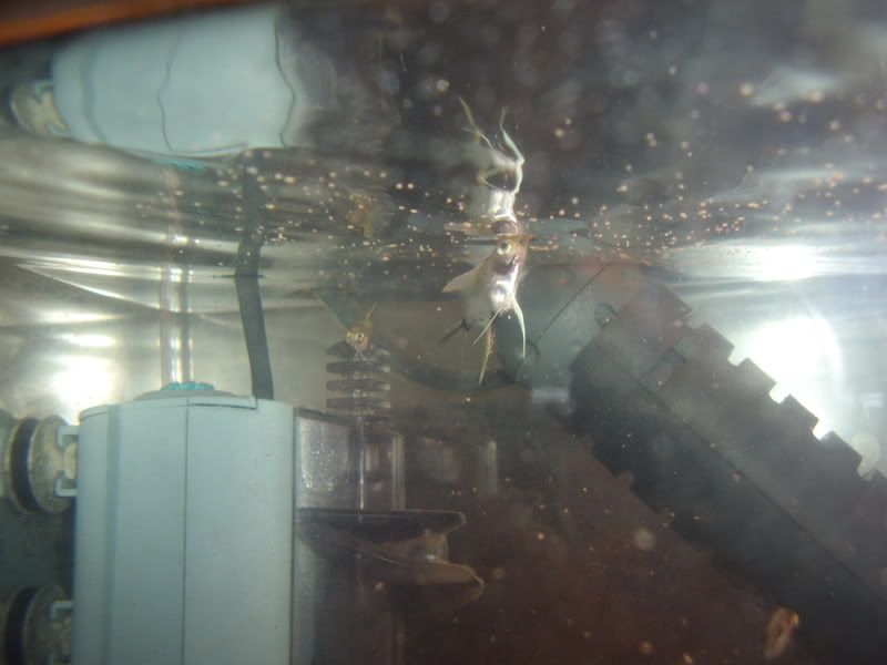 STA41191.jpg