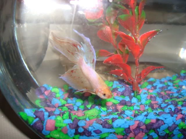 bettas2010.jpg