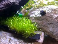 Riccia1.jpg