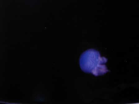 York045.jpg