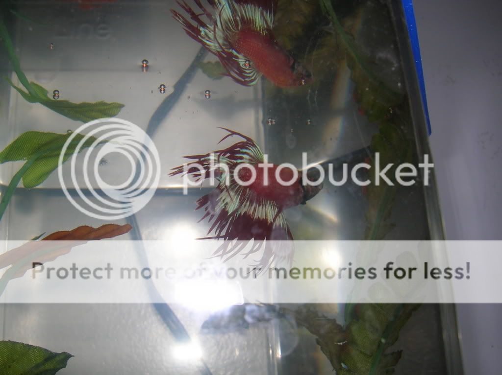 malebettas048.jpg