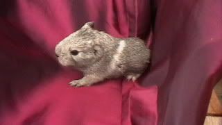 newbabies2010015.jpg