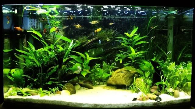 TankJune2012good.jpg