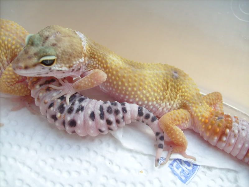 Picsofpetsoctober08066.jpg
