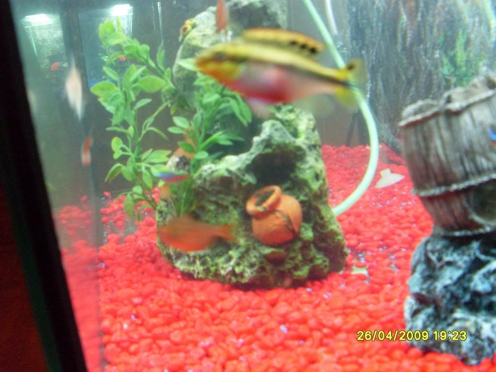 20galtetratank003.jpg