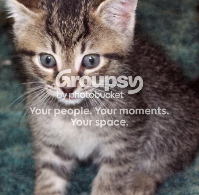 Kittens008.jpg