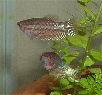 fishies.png
