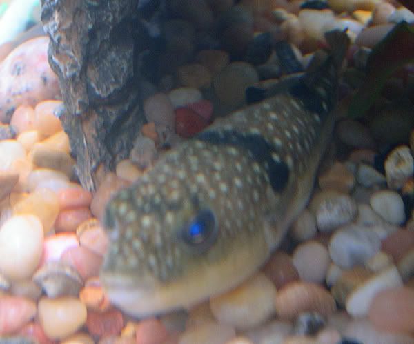 puffer2.jpg