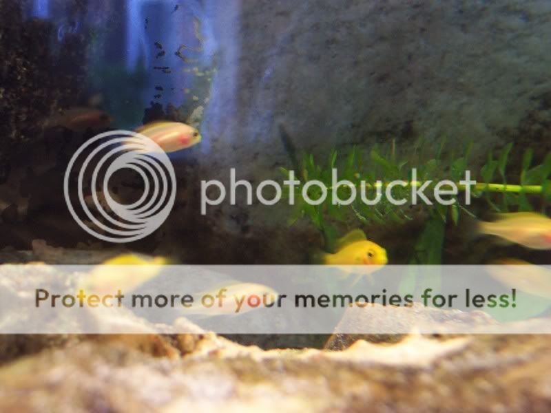 camerafryect008.jpg