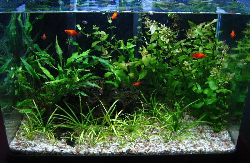 UpdatedaquariumpicturesOctober020.jpg