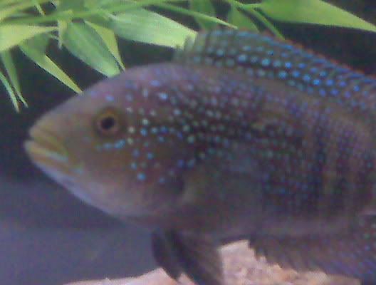 jackdempsey2.jpg