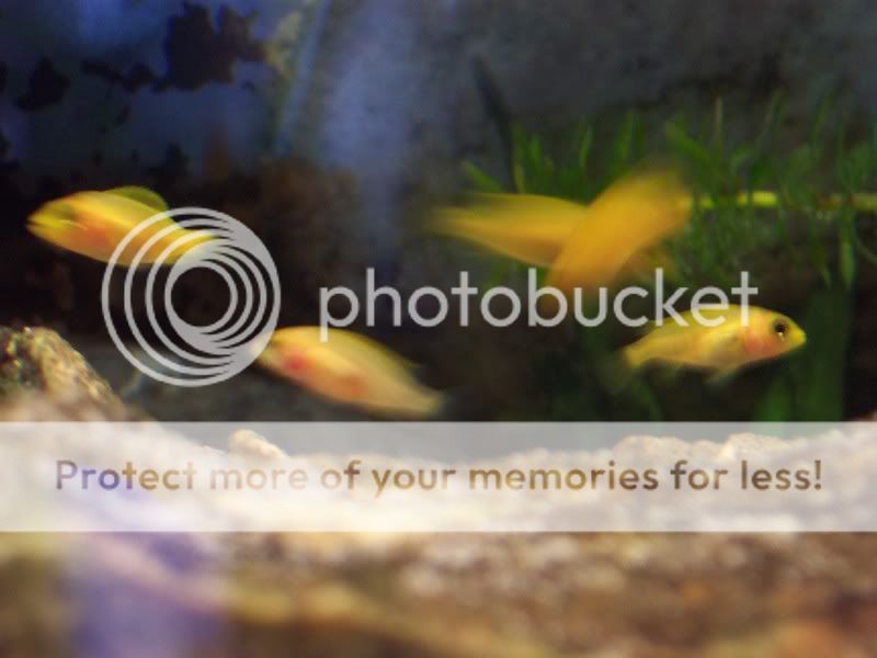 camerafryect007.jpg