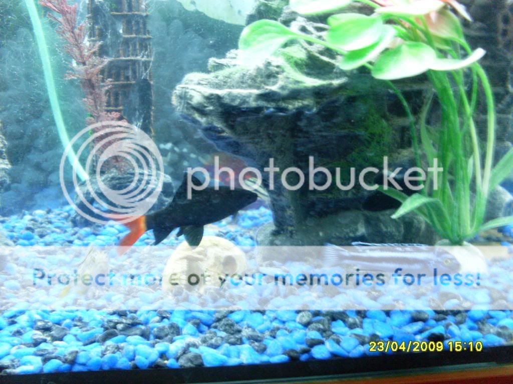 mycichlids009-1.jpg