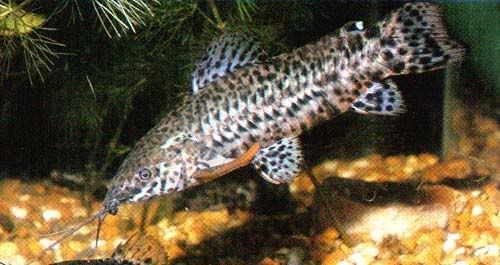 Hoplosternum_thoracatum.jpg