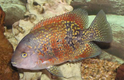 herefishyfishy.jpg