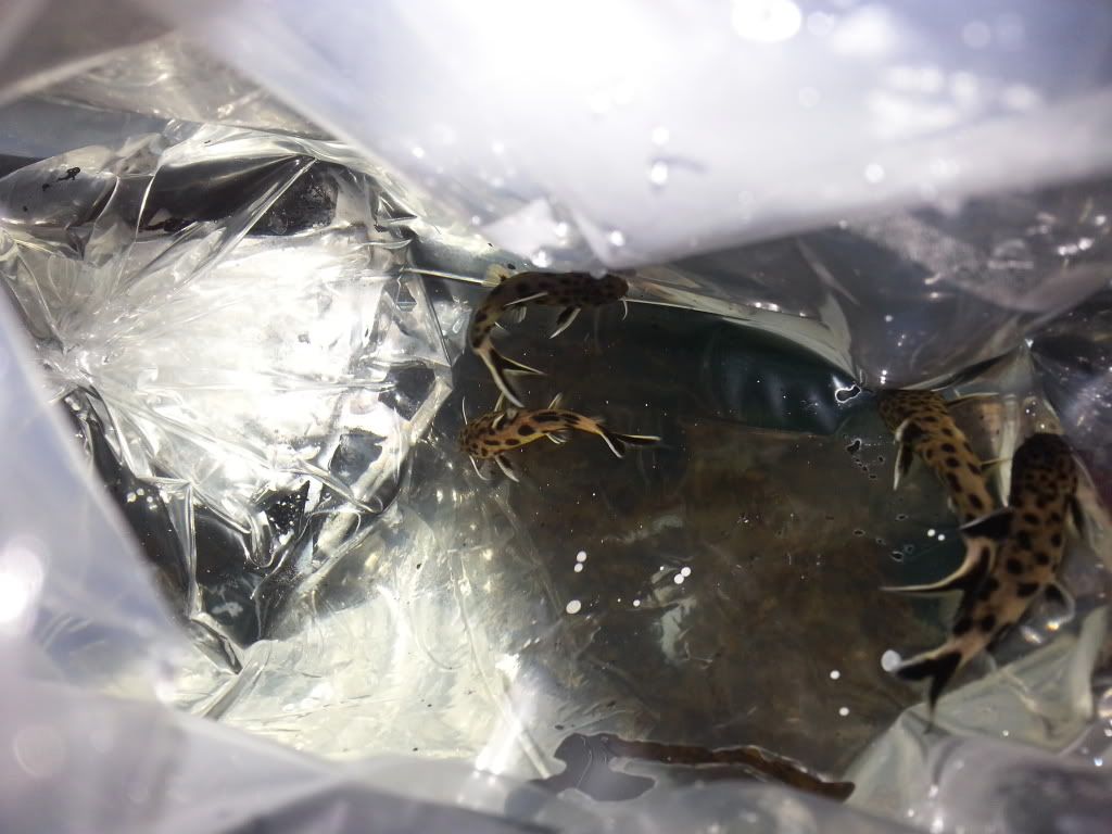 20130117_165953_zps468d3346.jpg