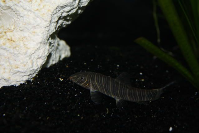 FishTank24-04-09034.jpg
