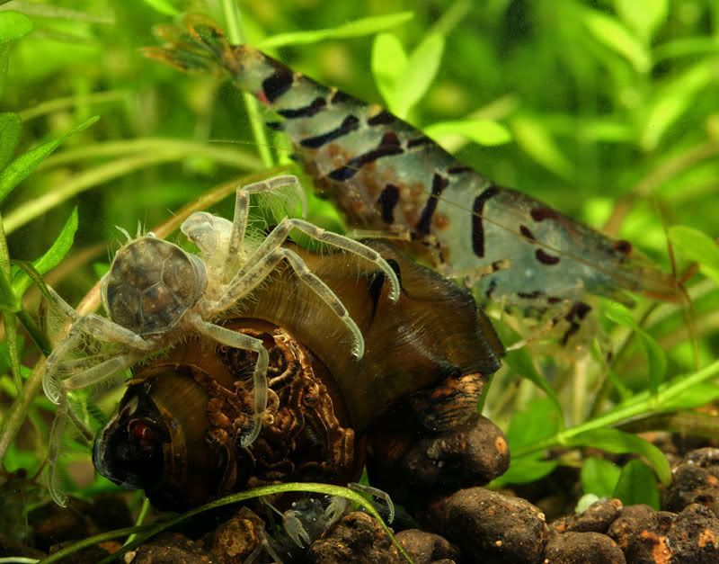 crabes.jpg