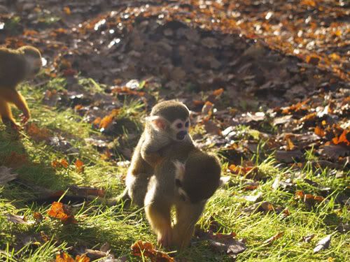monkey1.jpg