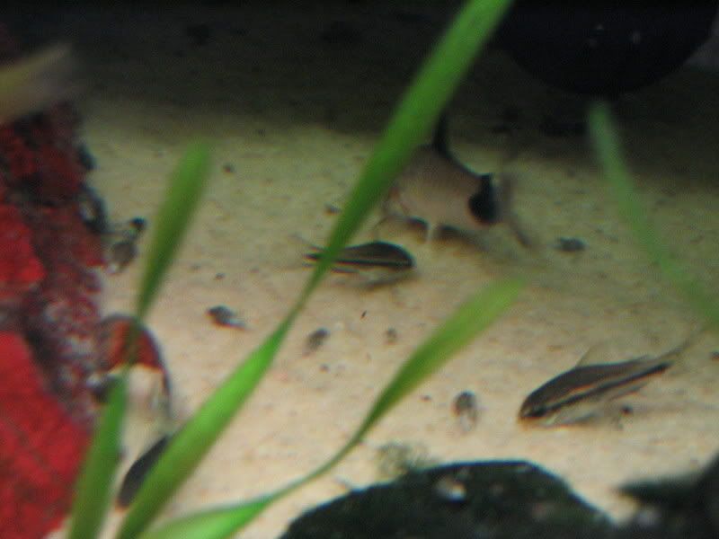 PygPand2.jpg