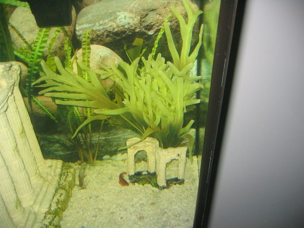 jessesgayfish031.jpg
