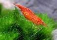 cherryredshrimp.jpg