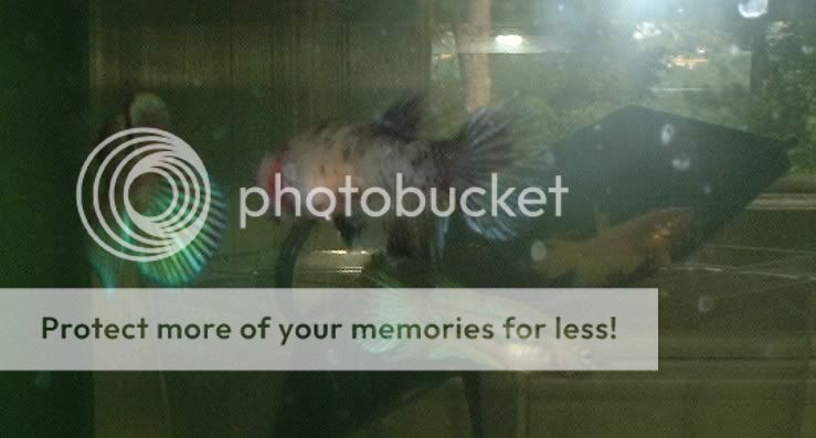 bettas4.jpg