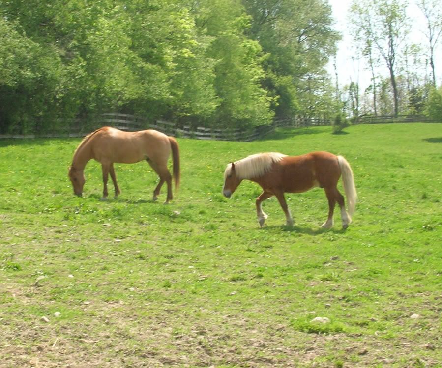 horses12027.jpg
