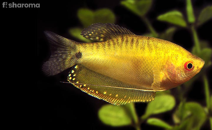 Gold-Gourami.jpg