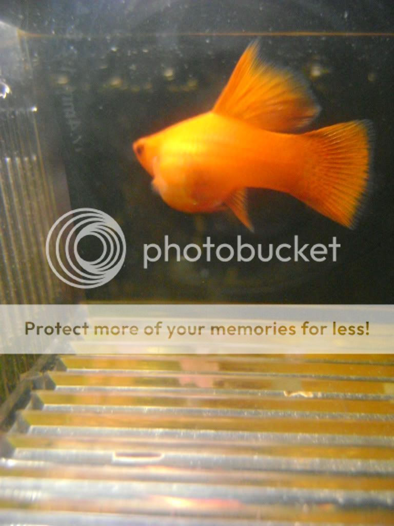 fishandtrees009.jpg
