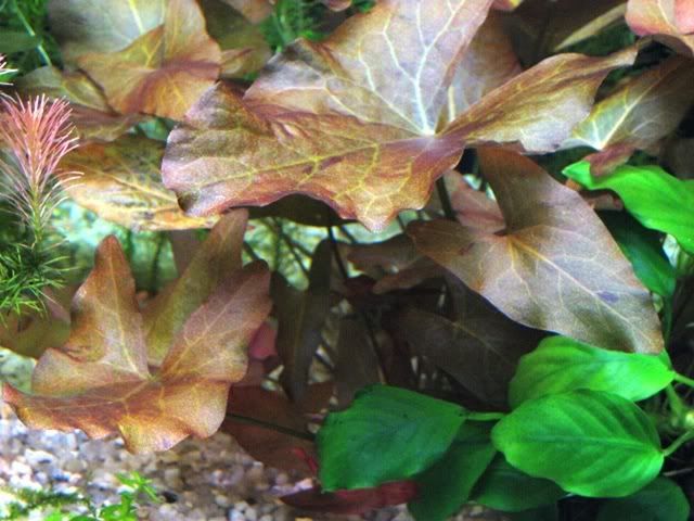 Lily03_10.jpg