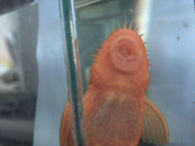 pleco1.jpg