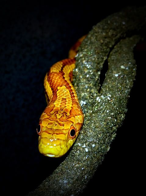 snake2.jpg