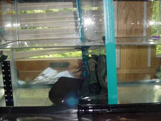 Fishyhomes004.jpg