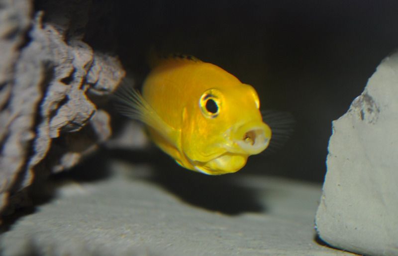 babyfish1.jpg