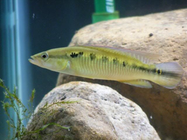 gtandpike008.jpg