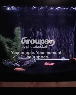 Myfishtank.jpg