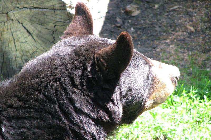 Bear3.jpg