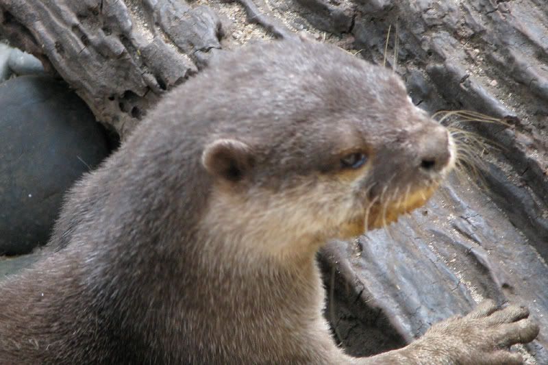 Otter1.jpg